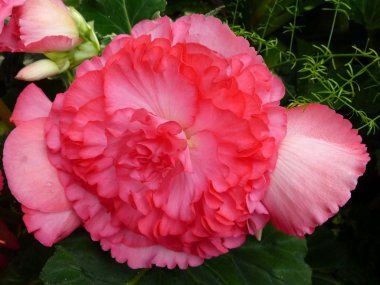 Büyüleyici bir doğa arka plan üzerinde egzotik tropik çiçekler açan.