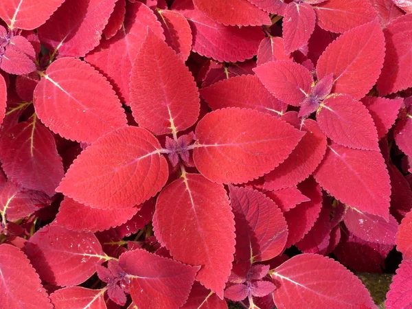 Mooie Natuurlijke Laat Bloemen Behang Voor Scherm — Stockfoto