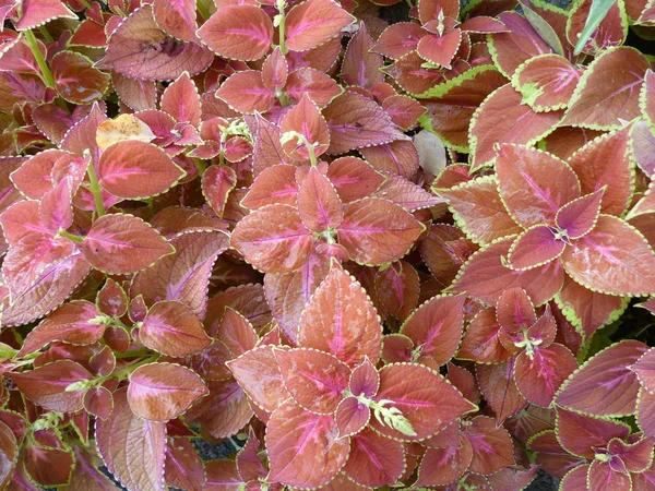 Mooie Natuurlijke Laat Bloemen Behang Voor Scherm — Stockfoto