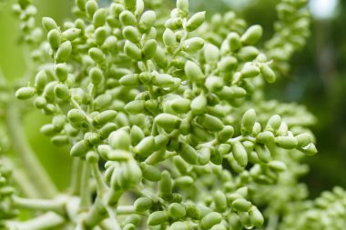 Büyüleyici bir doğa arka plan üzerinde egzotik tropik çiçekler açan.