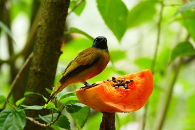 Yeşil tropikal orman arka plan üzerinde güzel tropik kuş.