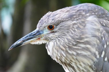 Yeşil tropikal orman arka plan üzerinde güzel tropik kuş.