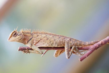 Keyifli güzellik kertenkele yaban hayatı arka plan üzerinde.