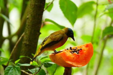 Yeşil tropikal orman arka plan üzerinde güzel tropik kuş.