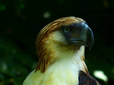 Yeşil tropikal orman arka plan üzerinde güzel tropik kuş.