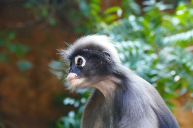 yaban hayatı arka plan üzerinde güzel komik maymun.