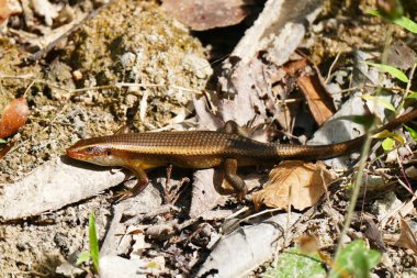 Keyifli güzellik kertenkele yaban hayatı arka plan üzerinde.