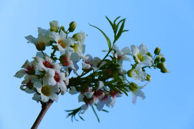 Büyüleyici bir doğa arka plan üzerinde egzotik tropik çiçekler açan.