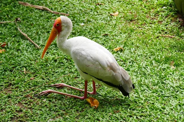 緑の熱帯林の背景に美しい熱帯鳥 — ストック写真