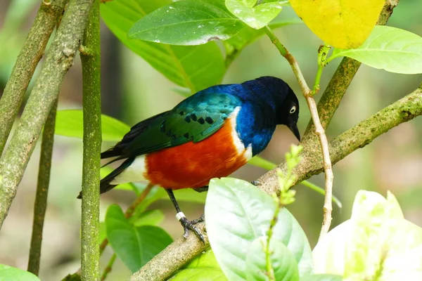 Beautiful tropical bird on a green tropical forest background.
