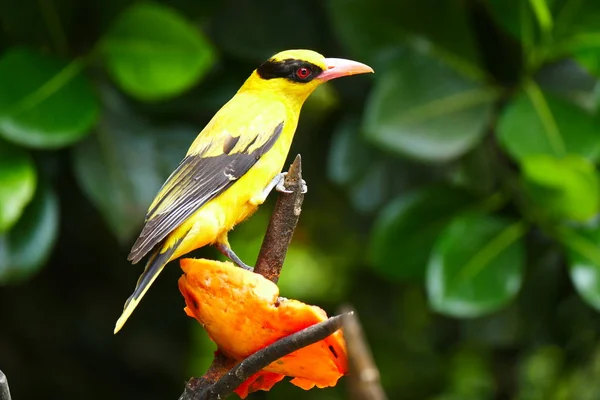 Hermoso Pájaro Tropical Sobre Verde Bosque Tropical Fondo — Foto de Stock