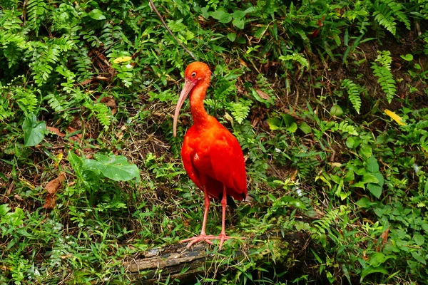 美丽的热带鸟 绿色的热带森林背景上 — 图库照片