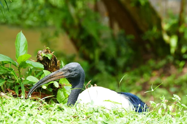 Красивая Тропическая Птица Зеленом Фоне Тропического Леса — стоковое фото