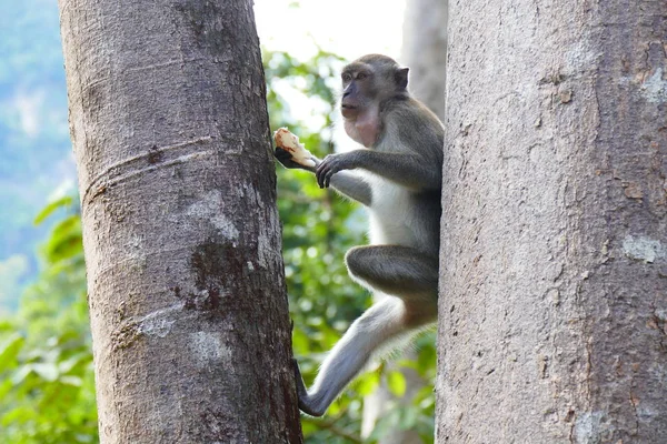 delightful funny monkey on the background of wildlife.