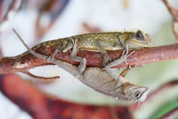 Encantador Lagarto Belleza Fondo Vida Silvestre — Foto de Stock