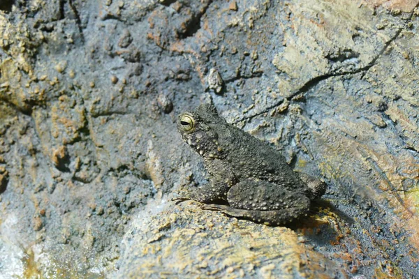 Foto Bild Vacker Groda Bakgrunden Levande Härlig Natur — Stockfoto