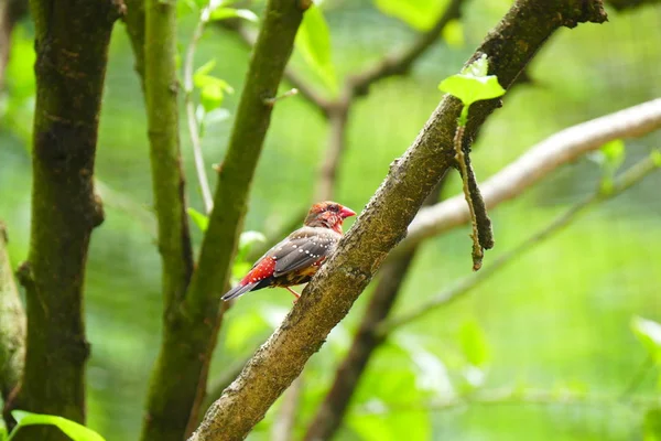 美丽的热带鸟 绿色的热带森林背景上 — 图库照片