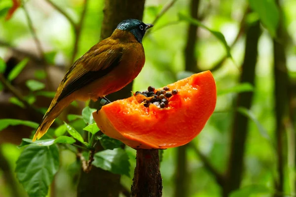 Hermoso Pájaro Tropical Sobre Verde Bosque Tropical Fondo — Foto de Stock