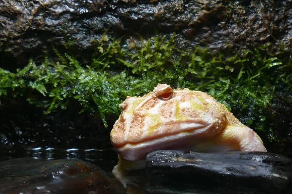 Foto Foto Uma Bela Fundo Uma Natureza Encantadora Viva — Fotografia de Stock