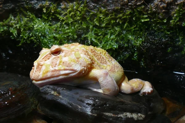 Foto Foto Una Hermosa Rana Fondo Una Naturaleza Encantadora Viviente — Foto de Stock