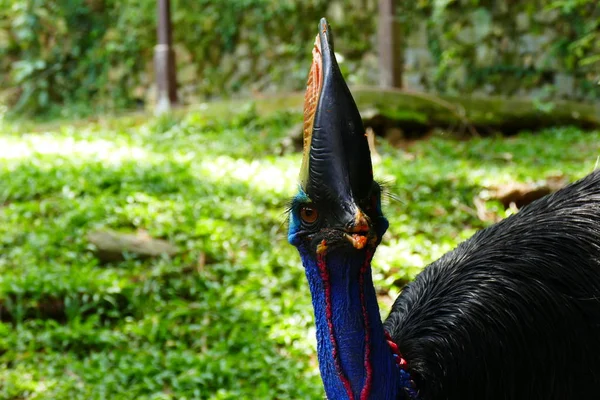 Krásný Tropický Pták Pozadí Zelených Tropických Lesů — Stock fotografie