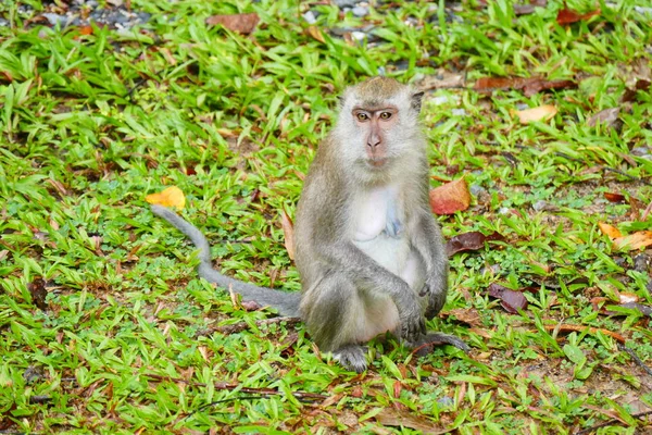 Heerlijke Grappige Aap Achtergrond Van Het Wild — Stockfoto