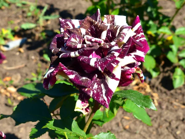 Charmante Exotische Tropische Bloemen Een Achtergrond Van Natuur Bloei — Stockfoto