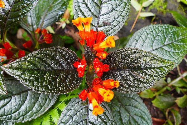Charmante Exotische Tropische Bloemen Een Achtergrond Van Natuur Bloei — Stockfoto