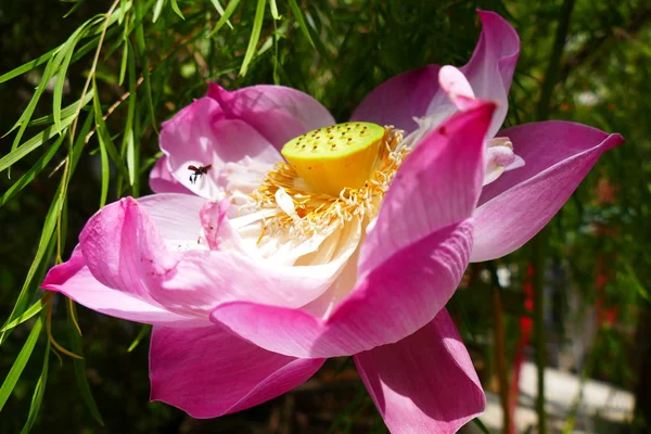 Charming Blooming Exotic Tropical Flowers Nature Background — Stock Photo, Image