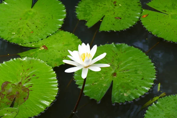 Flores Tropicales Exóticas Florecientes Encantadoras Sobre Fondo Natural — Foto de Stock