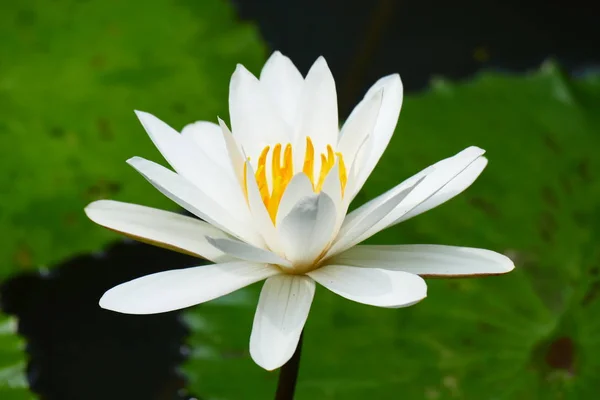 Flores Tropicales Exóticas Florecientes Encantadoras Sobre Fondo Natural — Foto de Stock