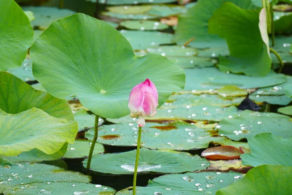 Flores Tropicales Exóticas Florecientes Encantadoras Sobre Fondo Natural — Foto de Stock