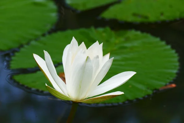 Flores Tropicales Exóticas Florecientes Encantadoras Sobre Fondo Natural — Foto de Stock