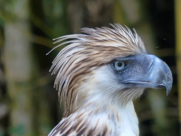 Schöner Tropischer Vogel Auf Grünem Tropenwald Hintergrund lizenzfreie Stockfotos