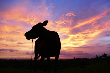 Fotoğraf resim güzel doğal lezzetli muhteşem Asya gün batımı gün doğumu