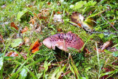 çim ve orman arka planı ormanda mantar.