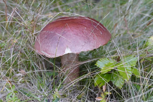 mushroom in the forest against the background of grass and forest.