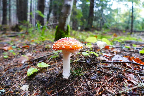 Grzyby Lesie Tle Trawy Lasu — Zdjęcie stockowe