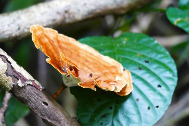 çim ve orman arka planı ormanda mantar.