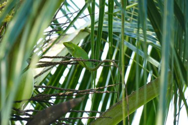 Keyifli güzellik kertenkele yaban hayatı arka plan üzerinde.