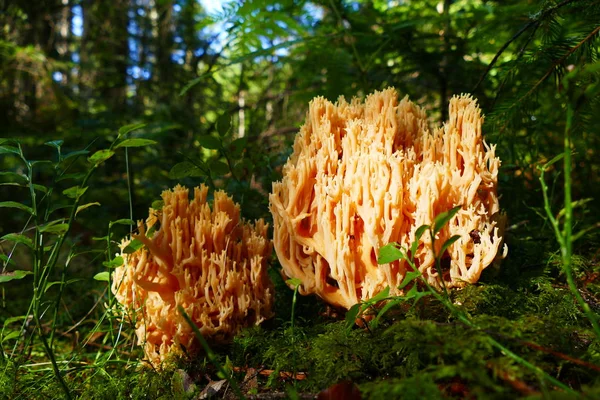 Champignon Dans Forêt Sur Fond Herbe Forêt — Photo