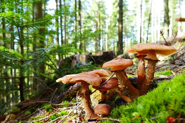 Hongo Bosque Contra Fondo Hierba Bosque — Foto de Stock