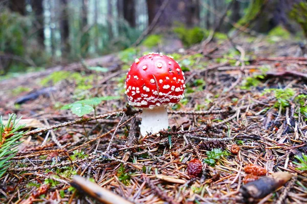 Champignon Dans Forêt Sur Fond Herbe Forêt — Photo