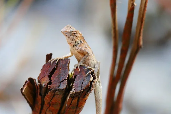 Delightful Beauty Lizard Background Wildlife — Stock Photo, Image