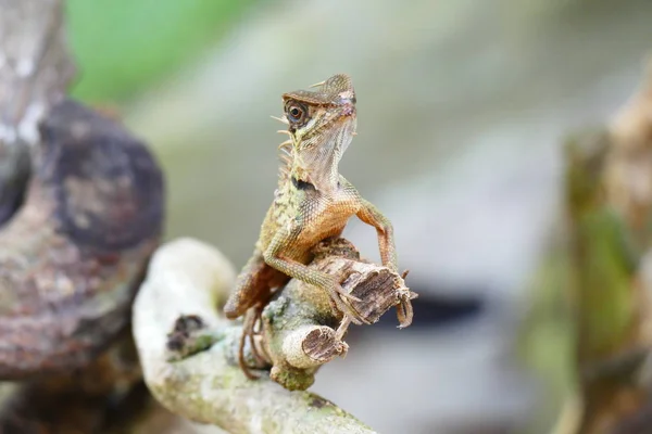 Encantador Lagarto Belleza Fondo Vida Silvestre — Foto de Stock