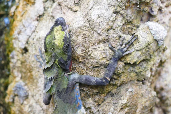 Deliziosa Lucertola Bellezza Sullo Sfondo Della Fauna Selvatica — Foto Stock