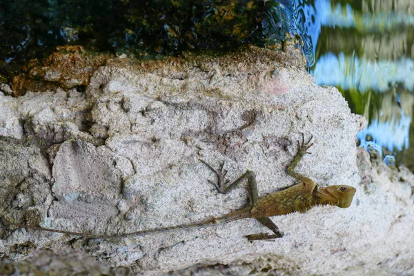 野生動物の背景に楽しい美容トカゲ — ストック写真