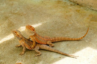 Keyifli güzellik kertenkele yaban hayatı arka plan üzerinde.