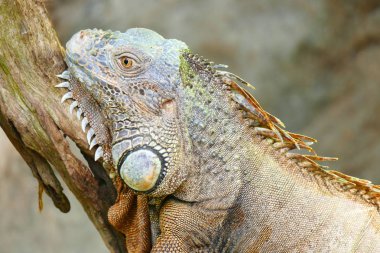 Keyifli güzellik kertenkele yaban hayatı arka plan üzerinde.