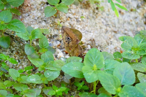 Reizvolle Schönheit Eidechse Vor Dem Hintergrund Der Tierwelt — Stockfoto